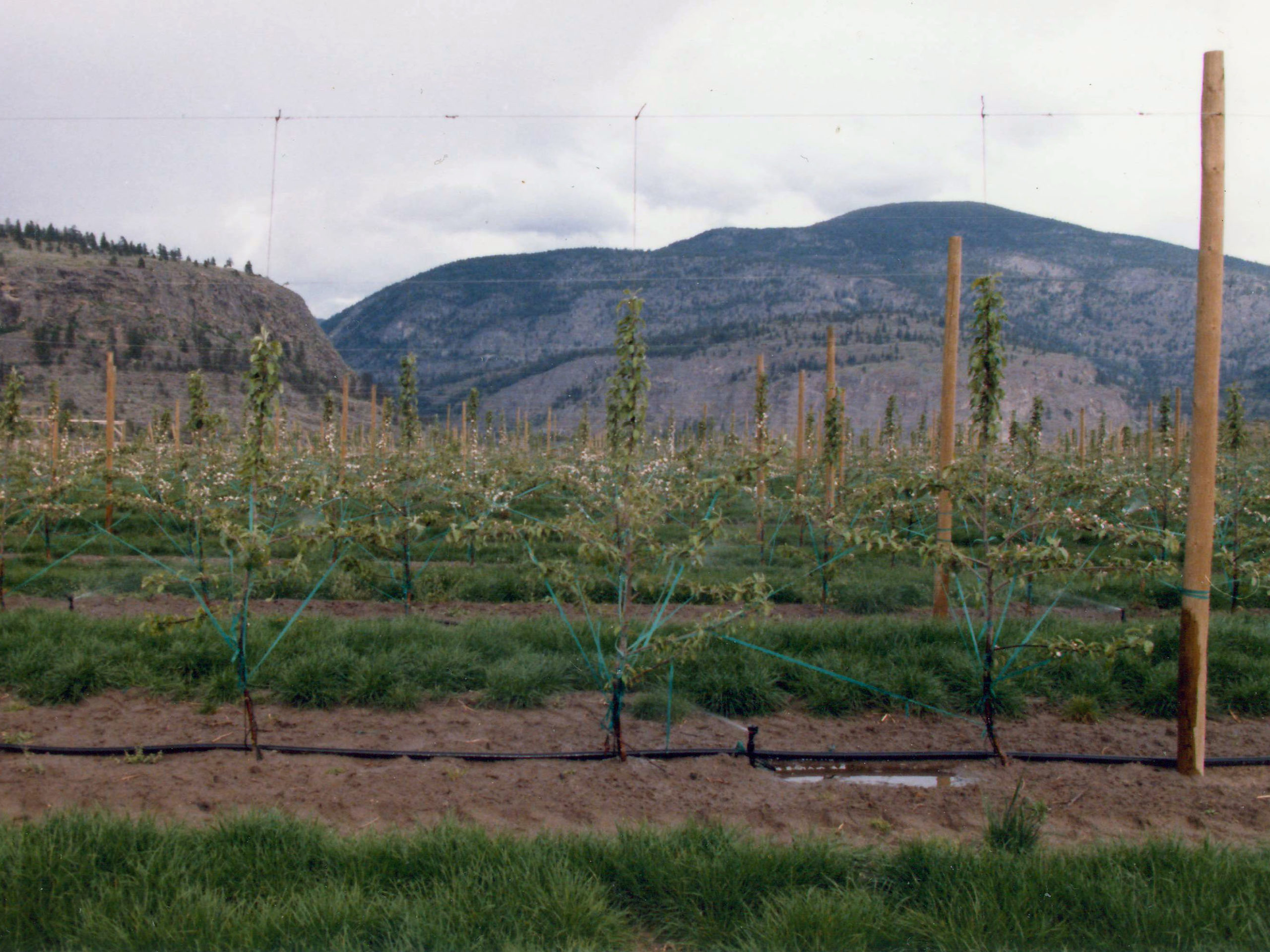 1985 - With the imminent grape pull-out, Mike realized a need for change and we planted our first high density block of Gala apples, the new sensation from New Zealand. The roaring apple business brought 80 acres of high-production blocks of Galas and Ambrosias, numbering 680 to 3200 trees to the acre making Covert Farms one of the leading apple growers in the Okanagan
